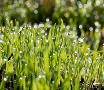 Can You Cut Your Lawn When It’s Wet?