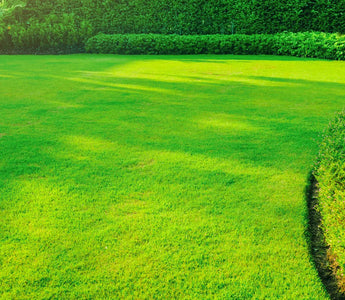 Self-Propelled vs Push Mowers
